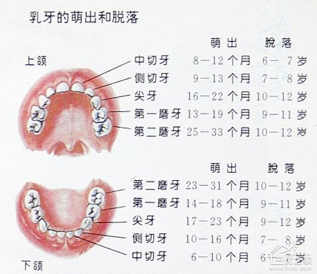 再以后,单出恒牙:12～14岁在第一磨牙后面长第二磨牙,18岁以后长第三