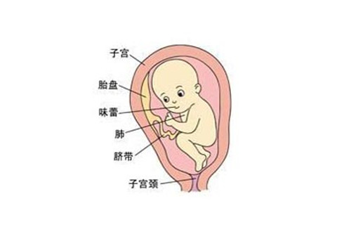 24周胎儿四维彩超 了解宝宝的发育状况