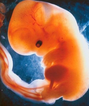 首页 怀孕妈妈 胎儿自慰已不是稀奇 胎儿自慰属于正常现象   婴儿出生