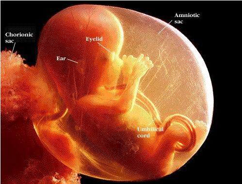 三十三周胎儿图片欣赏图片
